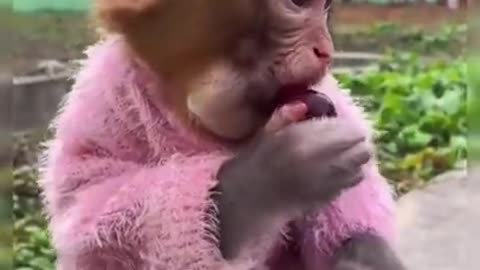 Adorable Baby Monkey Eating Plums