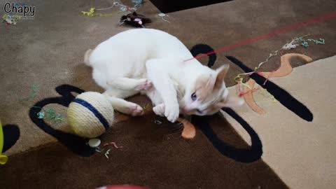 You Won't Believe How Excited This Kitten is at His First Birthday Party