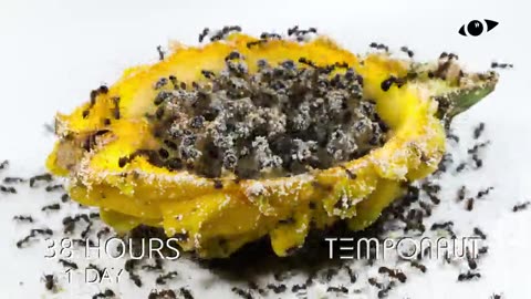 Ants vs Dragonfruit Time-Lapse