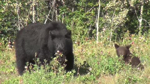 Black bear with teddy bear