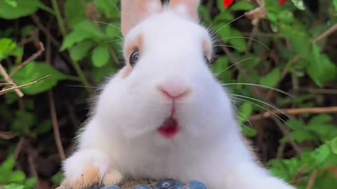 Big-eyed baby rabbit eats blueberries.