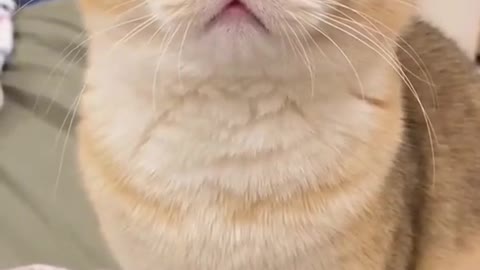 It's so angry cat and so cute voice