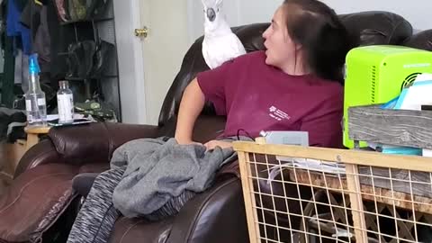 Shouting with a parrot