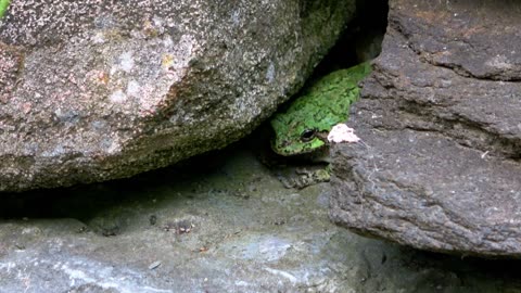 Tree gray 🐸 frog