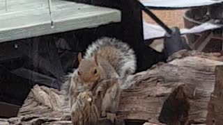 Squirrel Eats Bird