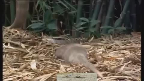 King Cobra attack mongoose