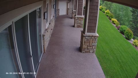 Mountain lion checks out lower patio