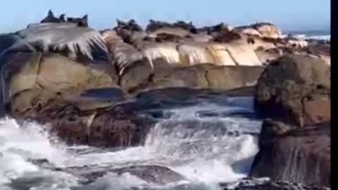 Sea lion paradise