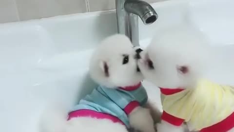 Lovely Baby Dog, Cute dog