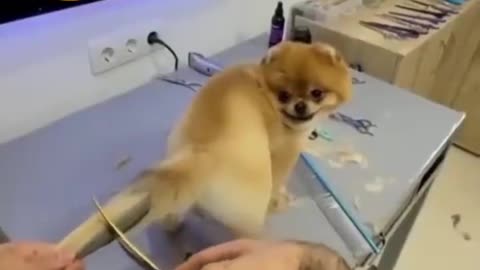 Dog tail hear cutting