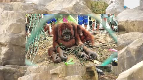 How People Welcomed This Poor Orangutan Mother Will Bring Tears To Your Eyes