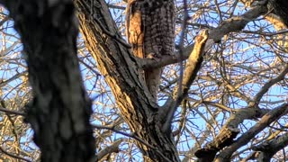 Lakeshore great horned owl