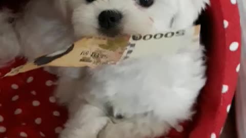 A puppy who wants to give him an allowance but refuses to pay.