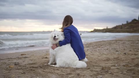 Back view of two white samoyed dogs and young woman sitting together on the sand by the sea