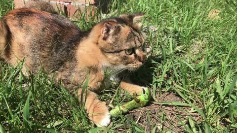 Animal cat catches a lizard