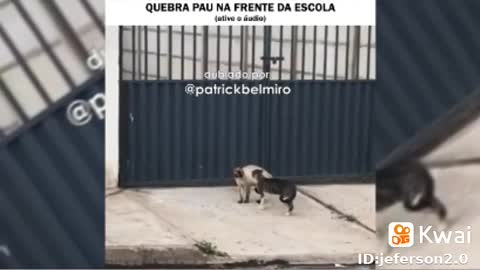 a briga de gatos por comida