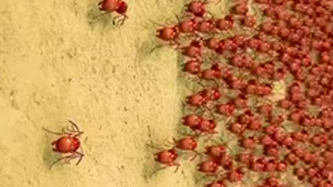 Red ant vs Black ant