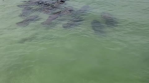 Mass of Manatees Moves Towards Shore Together