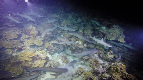 White tip sharks completely swarm reef for food