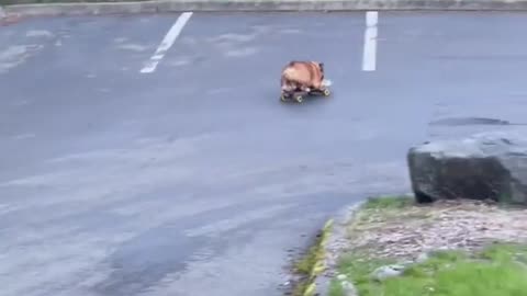 Chowder's Skateboard Practice: Tackling a New Hill and Turn! 😎💕 #SkaterBoy