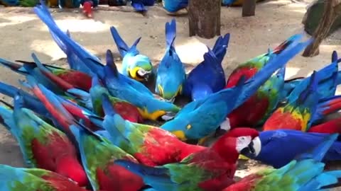 Lunch for the beautiful colorful parrot "macaw" in my garden