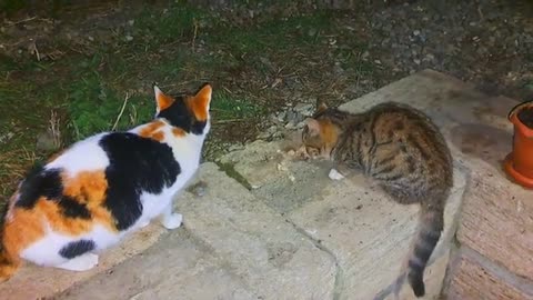 cute kitten and cat eating food