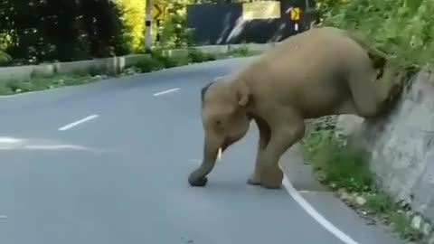 #Elephant#chasing# behavior#