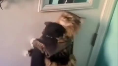 Cat doing love