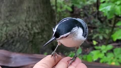 Feeding wild birds