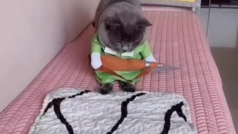 The cat confuse behavior of pet into fine