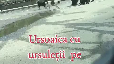 Dogs atacking bear in Romania