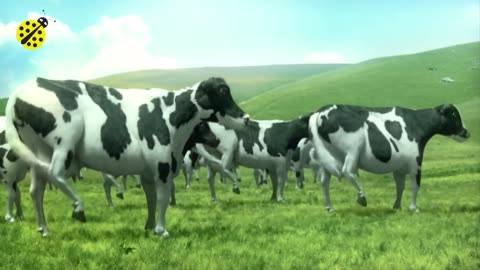 COW DANCE VIDEO FUNNY 🤣😂 VIDEO