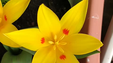 Beautiful mini tulips open up for sun