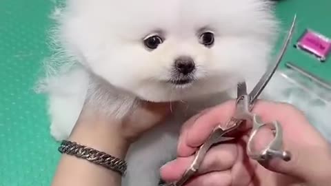 Cute pets , cute dogs hair cutting