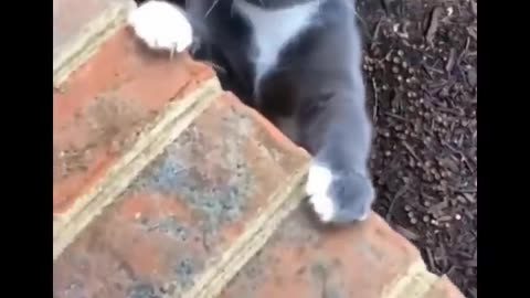 Funniest Cats 😹 - Don't try to hold back Laughter 😂 Part 02