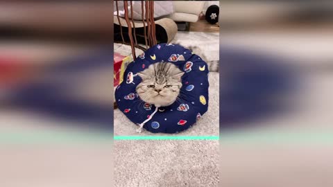 Time Warp Scan tiktok 😹 cat compilation 😻 (filter tiktok) cute animals (1)