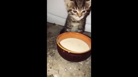 😂 Funniest Cats and Dogs Videos Hilarious Animal Compilation