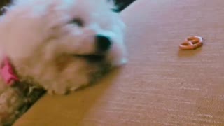 Dog struggles and threatens human