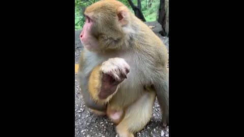 Sad paralyzed monkey father