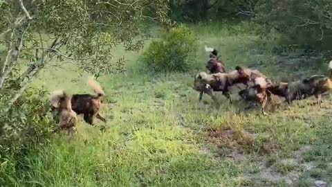 Wolf Fails To Catch Gazelle In Epic Safari Footage