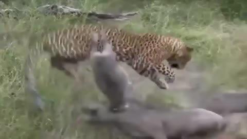 TOP 5 SAVAGE ANIMAL FIGHTS 2019