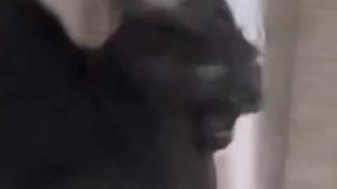 Cat Surprised With Butt Slaps