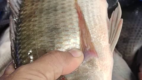 Tilapia Fish Best Video In Fish Market#shorts