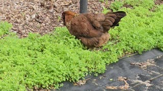 OMC! Brownie is eight-years-old and one shy little chicken! 😮🐔🤯😍#brownie #chickens #hens #shorts