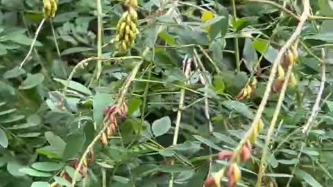 There are many beans growing on the tree