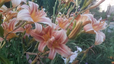 Pink lilies