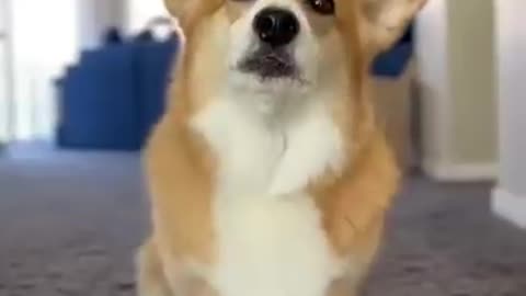 Corgi Life