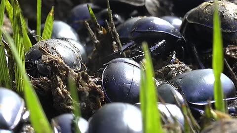 Parte 2: El Apocalipsis de los Insectos y sus Consecuencias