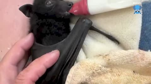 Flying-fox in care this is Goorlie on day 2 and having his x-ray