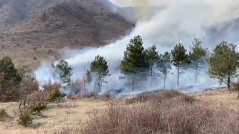 Zjarr në fshatin Osmënzezë, digjen sipërfaqe të tëra me shkurre, ullinj dhe bajame